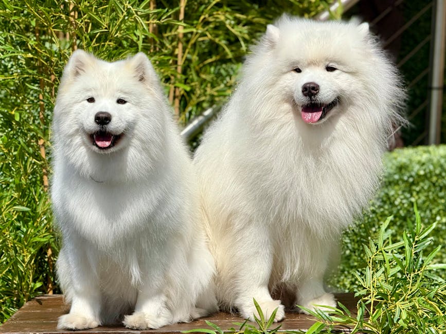Two fluffy Samoyed dogs with thick, white coats and dark eyes sitting outdoors on a wooden platform. The dog on the left is smaller with a slightly open mouth showing a pink tongue, while the larger dog on the right has a more relaxed expression, partly open mouth, and visible pink tongue. They are surrounded by lush green foliage, including tall grasses and small leafy bushes, with a blurred background that suggests a garden or backyard setting. The lighting is natural, highlighting the texture and brightness of their coats. The scene depicts a peaceful moment in a well-maintained outdoor area, relevant to domestic pet care within a garden environment and subtly connected to outdoor maintenance or waste management through the setting and natural surroundings.